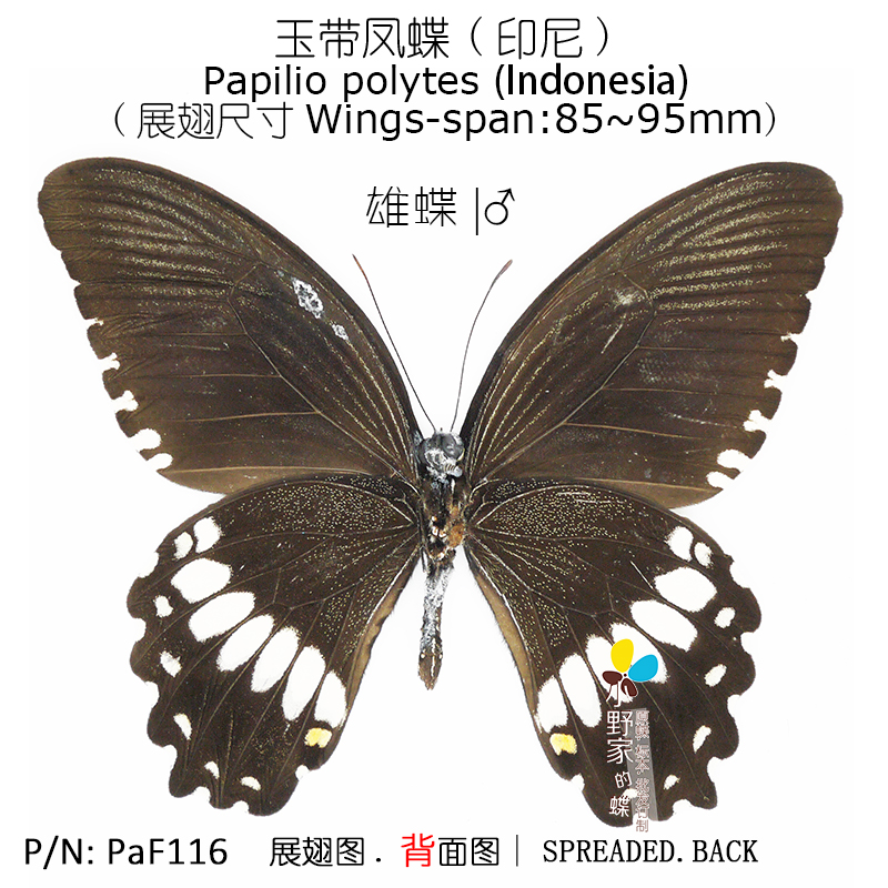 玉带美凤蝶/白带凤蝶Papilio polytes 展翅77~95mm 中型M 印尼