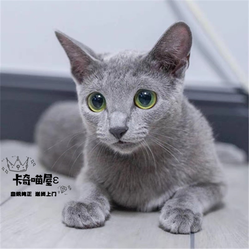 俄罗斯蓝猫纯种幼猫赛级俄蓝绿眼睛宠物猫贵族短毛猫家养小猫咪