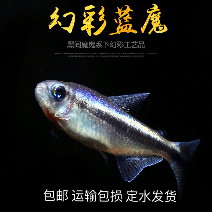 幻彩蓝魔灯鱼高端稀有品种热带观赏鱼小型灯科鱼水草缸群游鱼活体