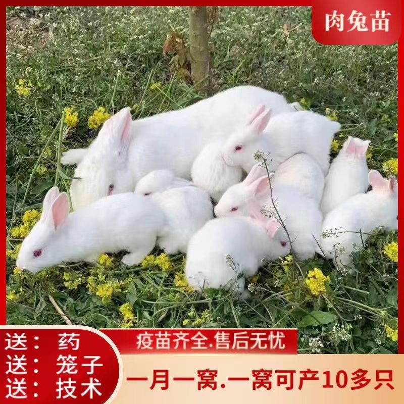家养幼兔苗活兔子巨型肉兔苗小兔子活物肉兔非一对公母活体兔苗