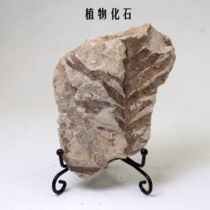 原石枝脉蕨化石蕨类化石原石古标本教学摆件收藏