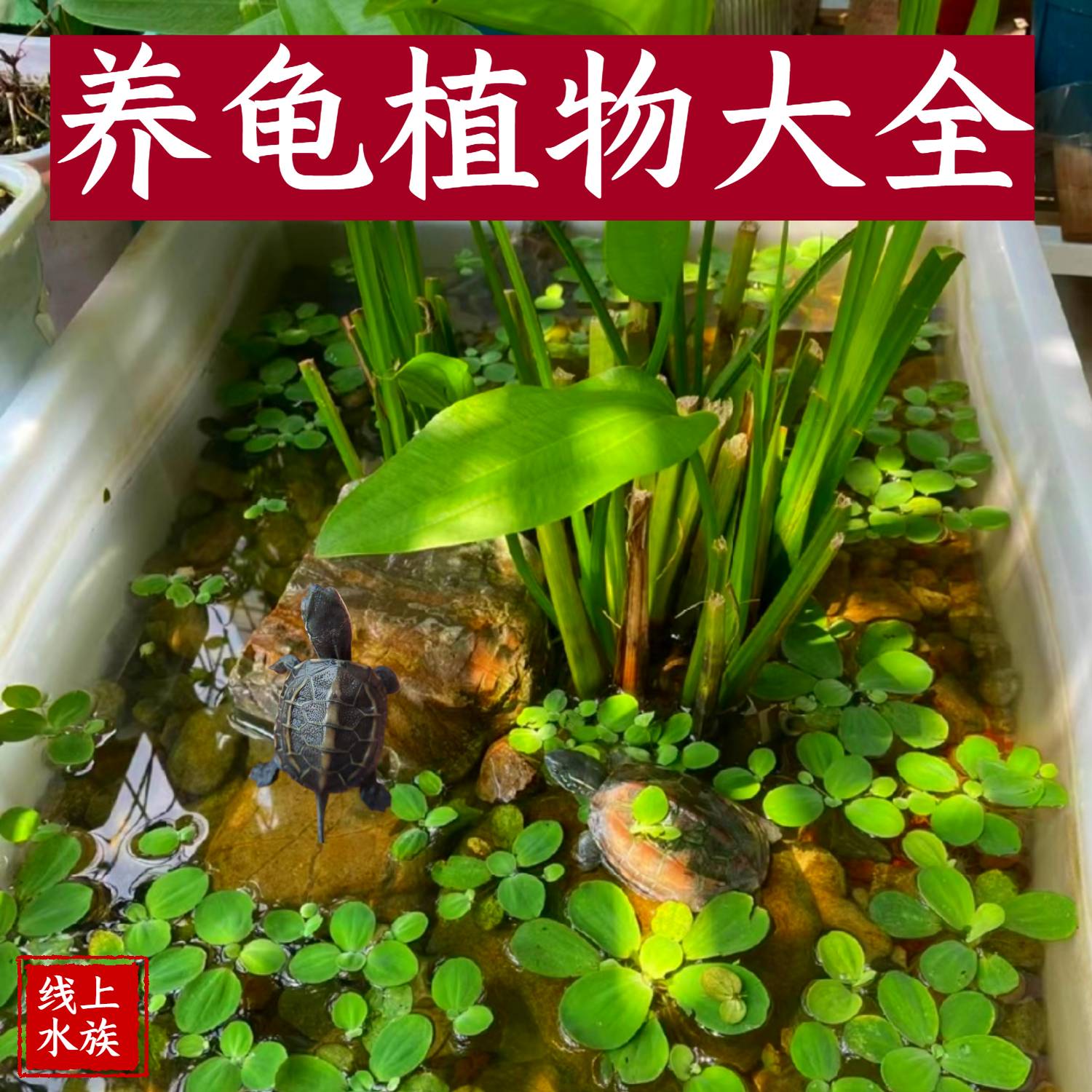沼泽过滤植物养龟净化水质水菖蒲苗紫芋旱伞草美人蕉水竹挺水植物