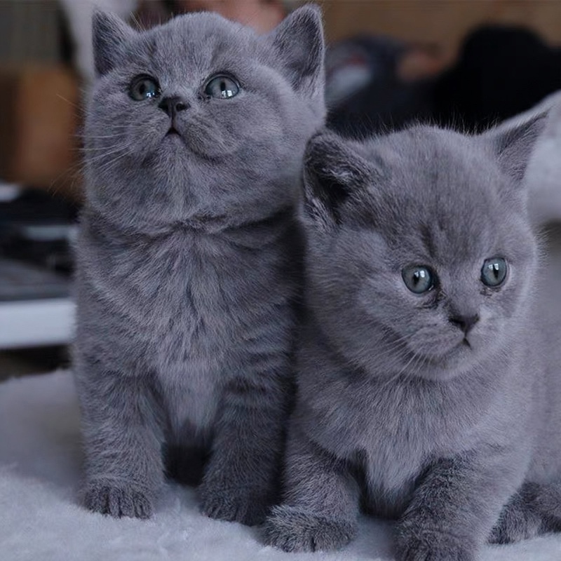 英短蓝猫活体蓝白猫幼崽矮脚猫哈基米小猫活物宠物猫咪英国短毛猫