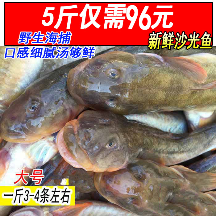 鲜活沙光鱼海鲶鱼扔巴鱼赛龙鱼1斤3-4条新鲜小龙鱼连云港海鲜水产
