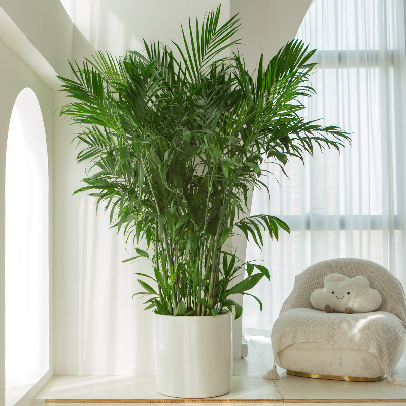 室内大型热带植物