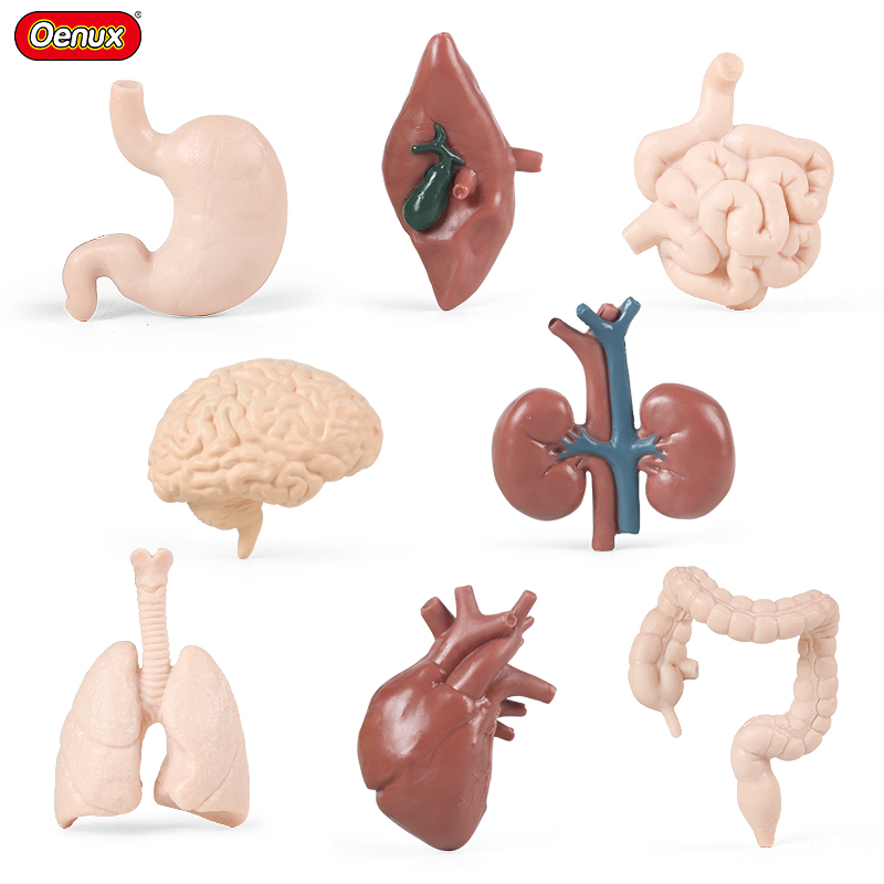 人体内脏模型心肝脾肺肾脑胃肠五脏六腑幼儿早教科普器官认知玩具