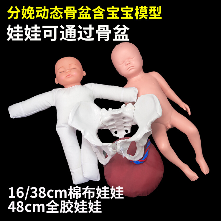 动态分娩骨盆模型含初生儿宝宝模型 可演示耻骨分离骶髂关节可动
