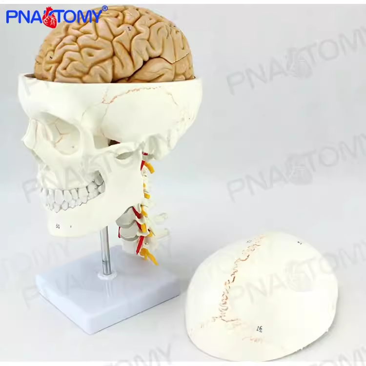 人体头颅骨大脑结构颅脑颈椎神经外科解剖模型可拆