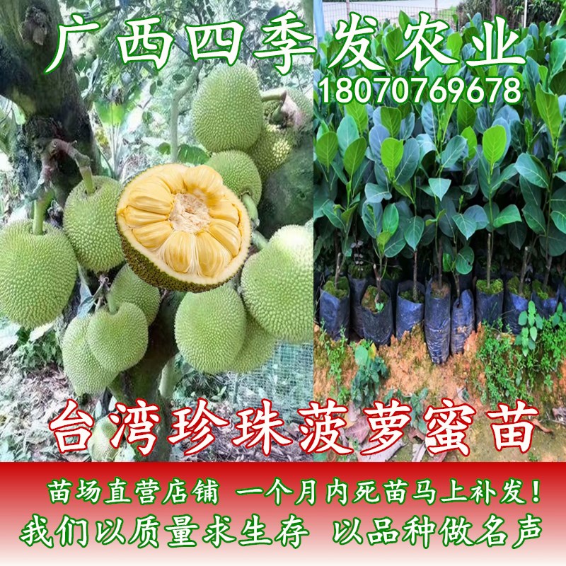 台湾珍珠菠萝蜜苗菠萝蜜树树苗嫁接苗干苞脆甜香四季结果南方种植