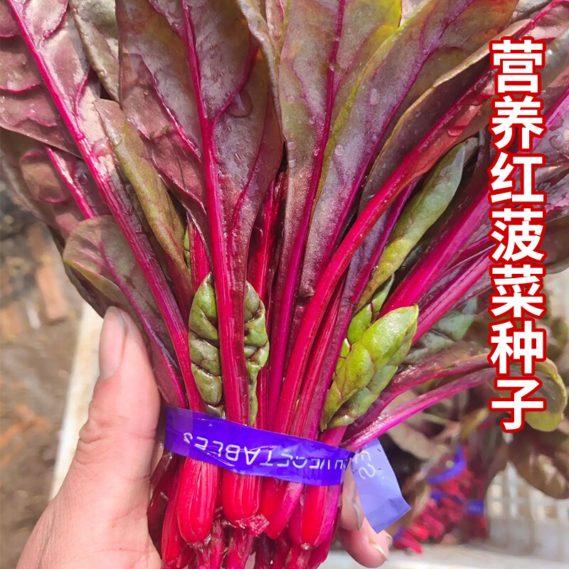营养红菠菜种子紫色菠菜种籽菜营养养生菠菜春秋冬季播种蔬菜种子