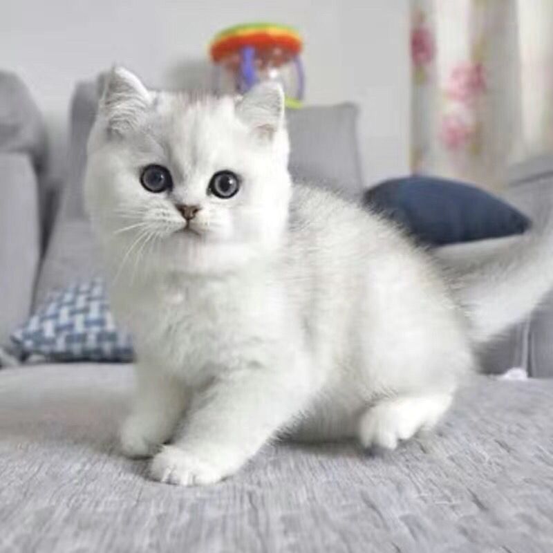 可爱蓝猫蓝白蓝猫幼猫矮脚金渐层银渐层美短暹罗新手猫咪高颜值