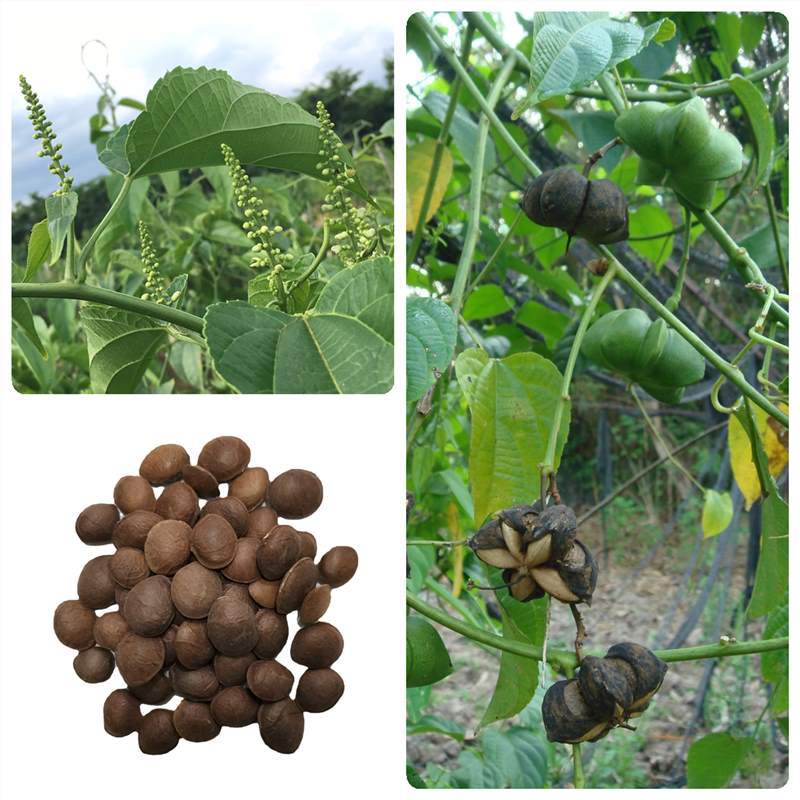 印加果种子南美油藤种籽星油藤种子四季播种印加花生种子果树种子
