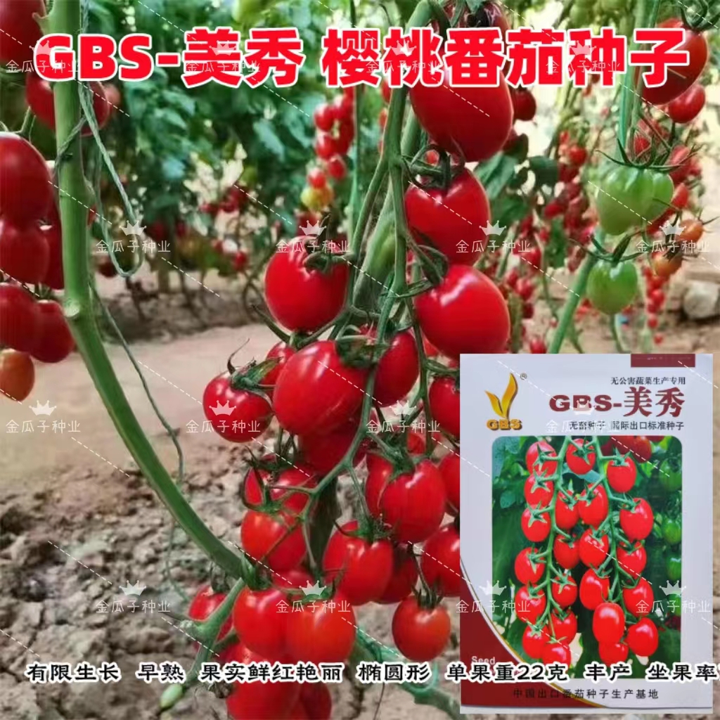 GBS-美秀樱桃小西红柿种子圣女果种籽有限生长千禧小番茄种孑四季