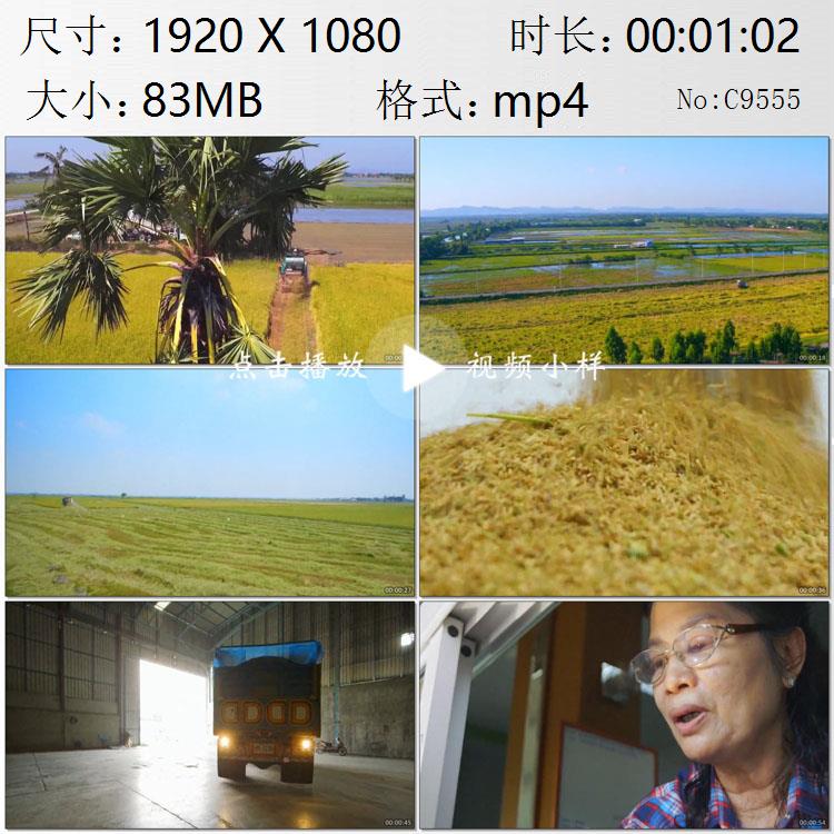 泰国农村农业机械化从中国进口的水稻收割机农民卖粮食视频素材