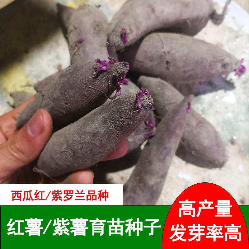 红薯紫薯育苗种高产地瓜种子红心蜜薯板栗番薯发芽种植10斤包邮