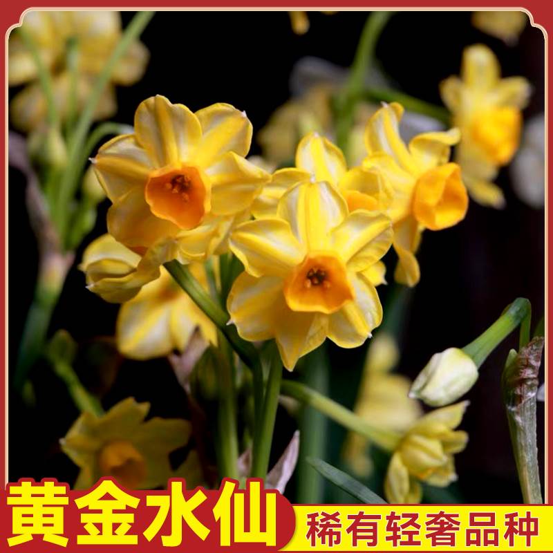【黄金水仙】新品稀有漳州水仙花种球室内水培好养植物黄金水仙花