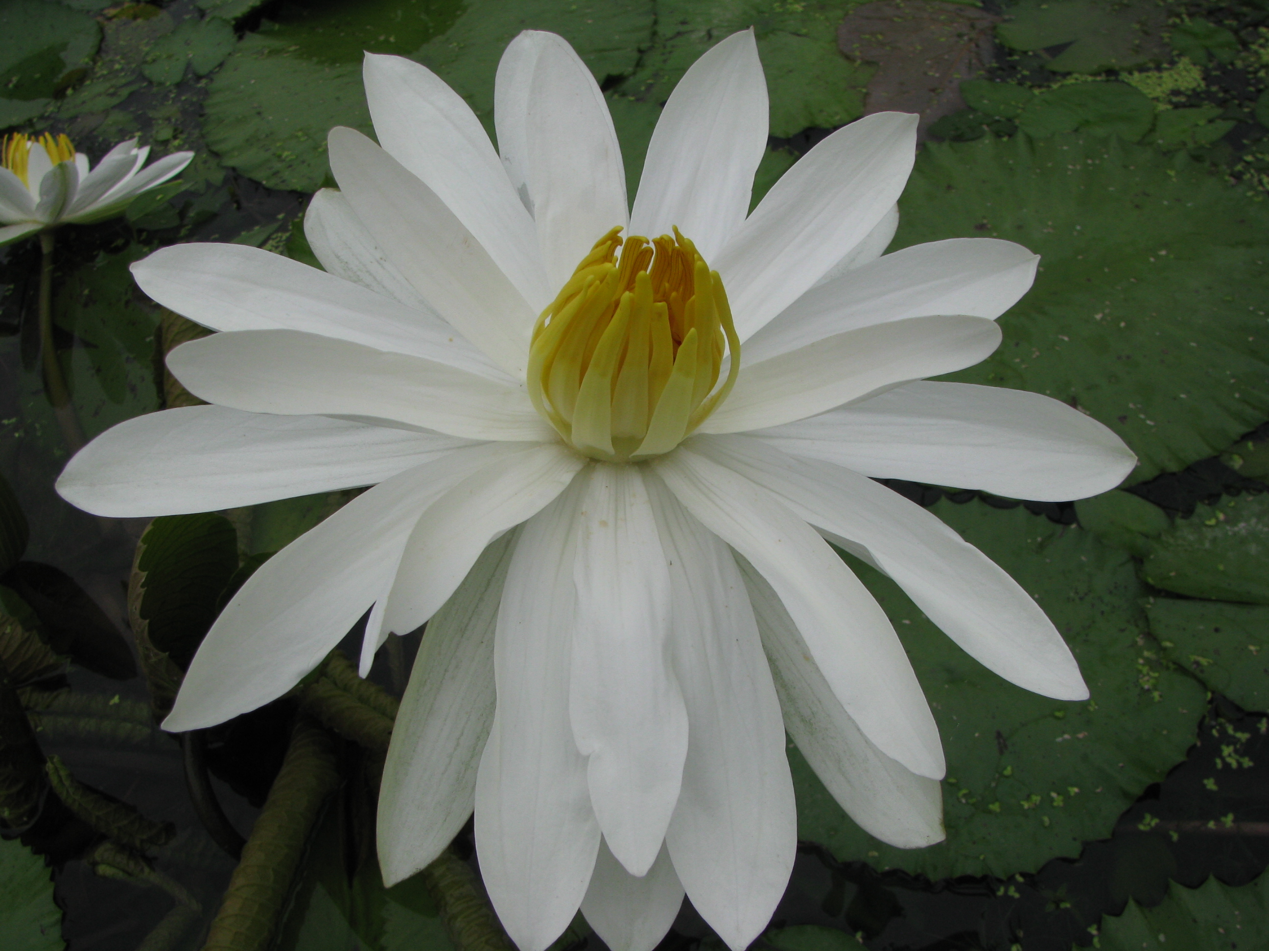 埃及白　中大型白色热带睡莲花卉根茎夜晚开花品盆载池种根块