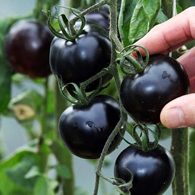 小番茄种子室内四季种易活种圣女果盆栽西红柿苗阳台水果蔬菜种籽