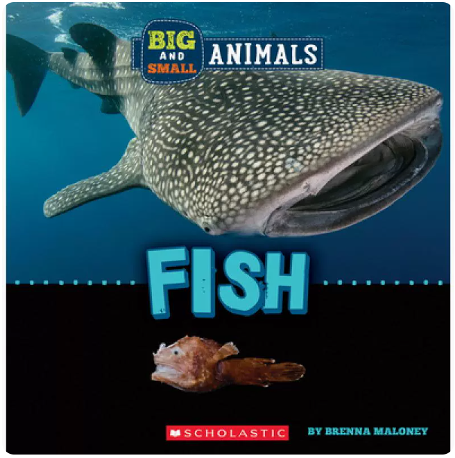 【预售】英文原版 Big and Small Fish 大和小 鱼 Scholastic Brenna Maloney 课外阅读认识鱼的各种形状和大小儿童科普书籍