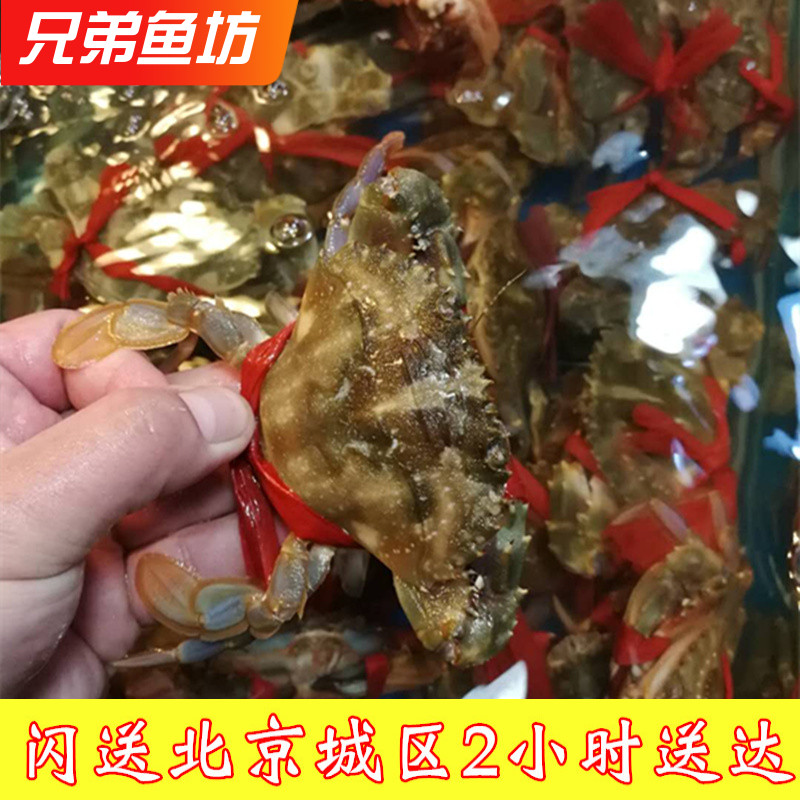 500g北京闪送海蟹花盖蟹大连海鲜鲜活赤甲红蟹石蟹梭子蟹海虹蟹
