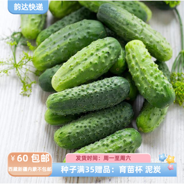 【种子】春夏种植  松脆爽口 优质高产 酱菜/泡菜小黄瓜 5粒