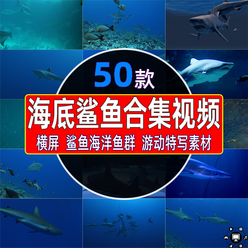 海底鲨鱼水下海洋生物鱼群动物游动特写大海深水实拍短视频素材