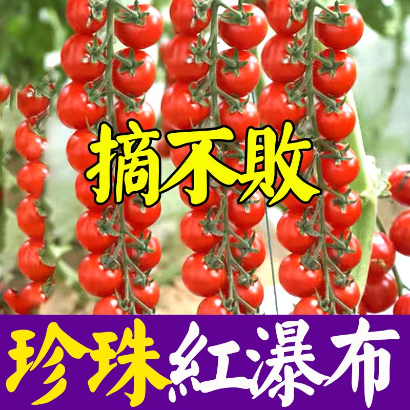 珍珠红瀑布番茄苗子种子番茄种四季盆栽圣女果珍珠西红柿水果种苗