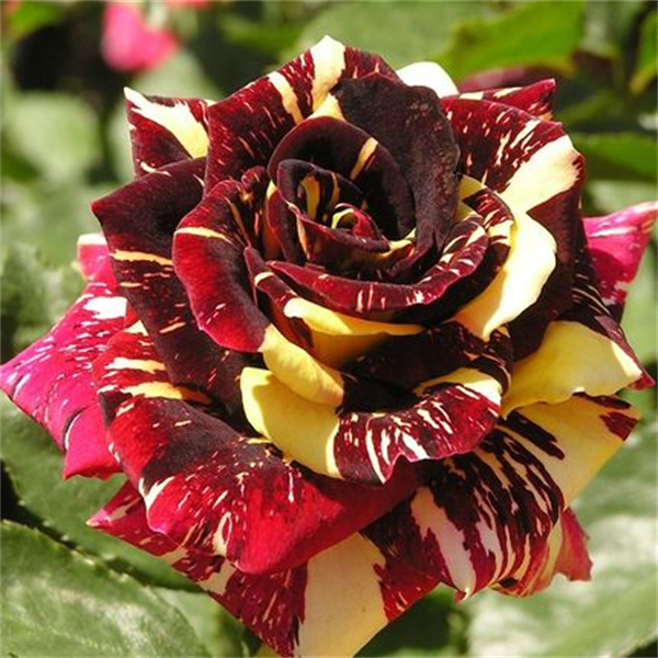 流星雨月季花苗 切花玫瑰 变异品种 可开多种花色 阳台花卉盆栽