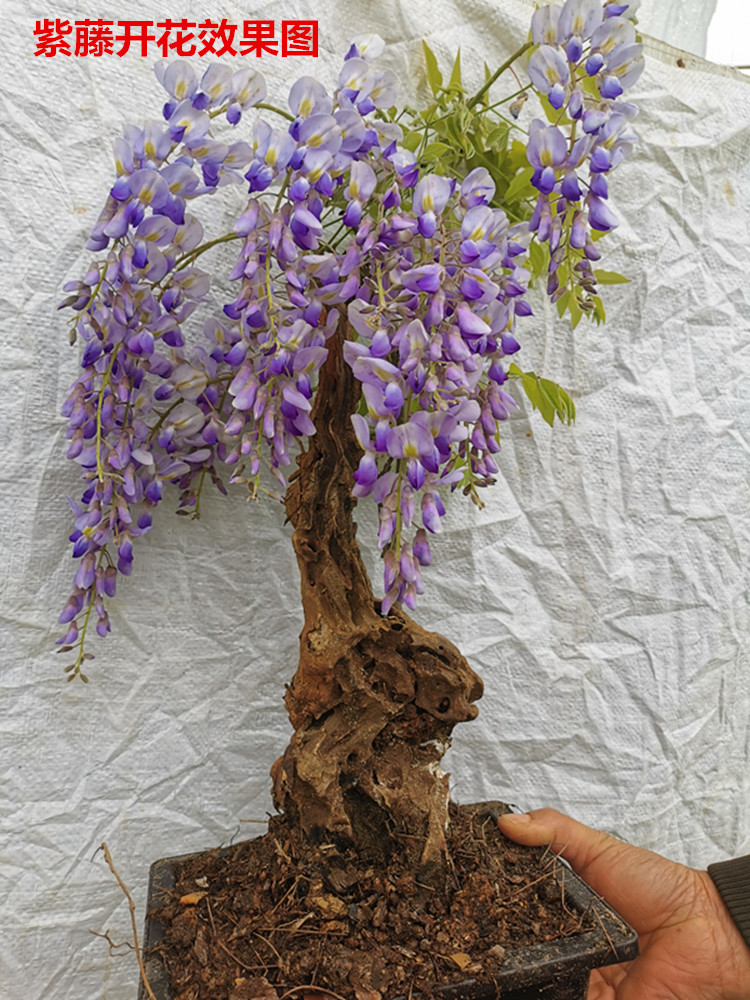 中高端大型紫藤花老桩熟桩庭院搭架遮阴树桩精品实拍花卉盆景热卖