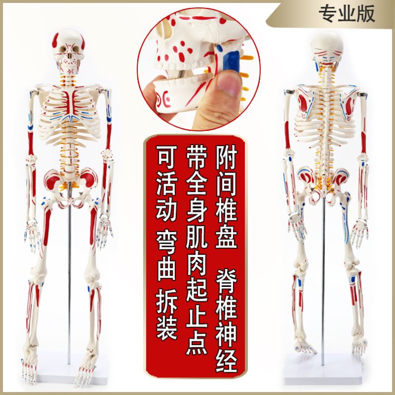 小骷髅经络转动穴位绘画人体小人体骨骼模型骨架全身瑜伽脊柱铜人