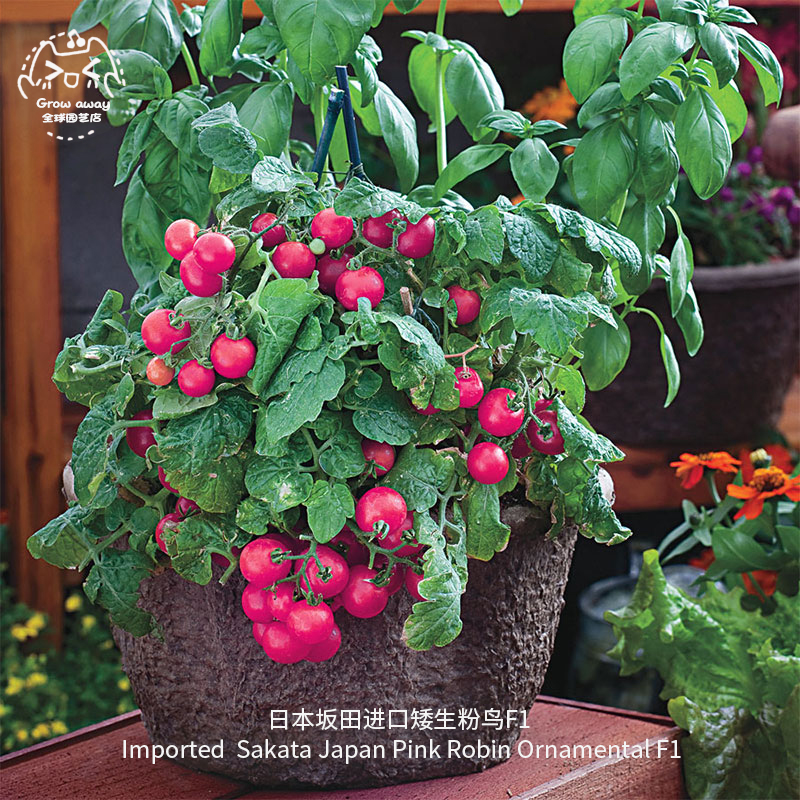 矮生樱桃迷你小番茄种子日本坂田进口粉鸟室内阳台盆栽小西红柿