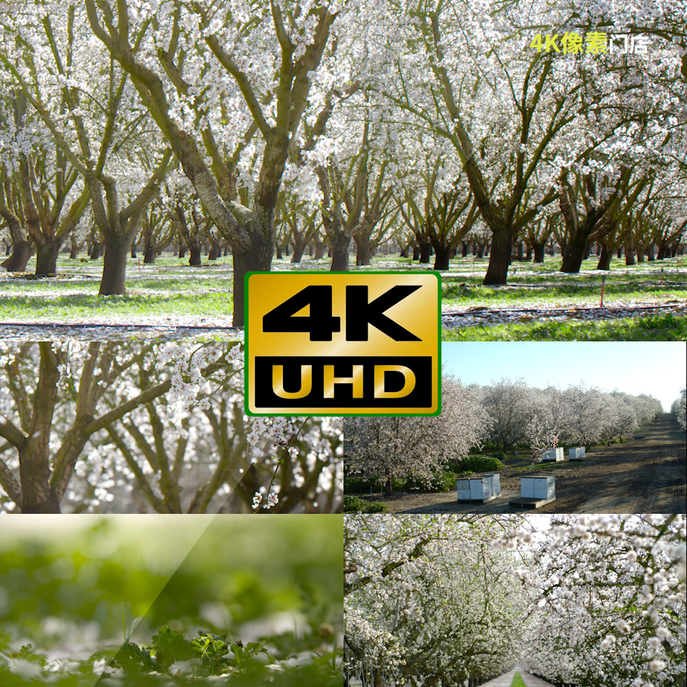 817-4K视频素材-树木森林秋天四季树根延时生长花朵阳光