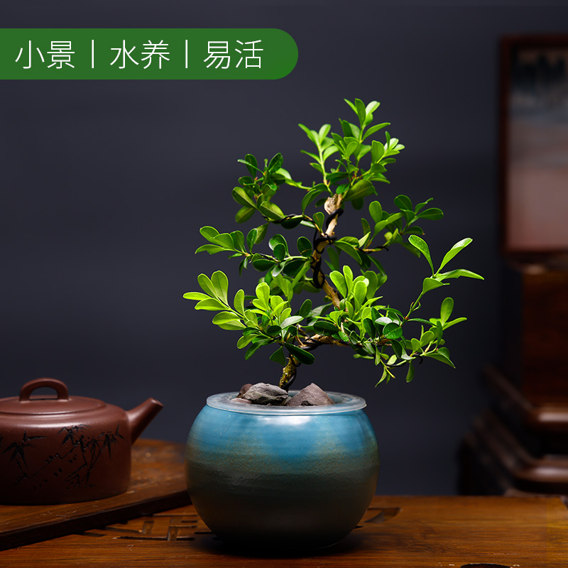 黄杨盆景桌面室内造型树罗汉松盆景老桩水养办公室内好养水培植物