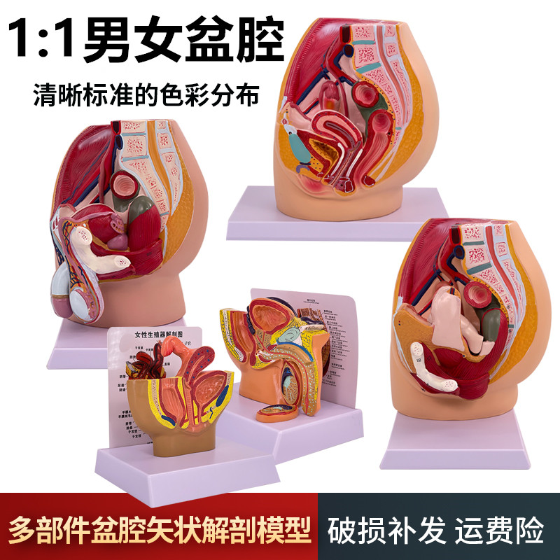 女性盆腔正中矢状切面模型 男性盆腔矢状解剖模型 男性生殖器解剖