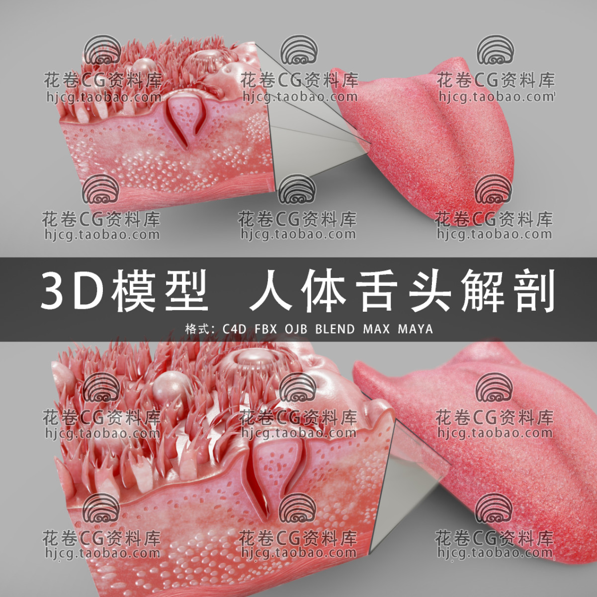 C4D/MAYA/3DMAX三维模型 医学人体舌头解剖横截面3D模型素材
