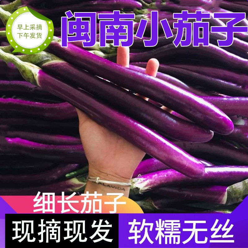 闽南蔬菜 新鲜茄子 紫黑细长茄子 应季农家蔬菜