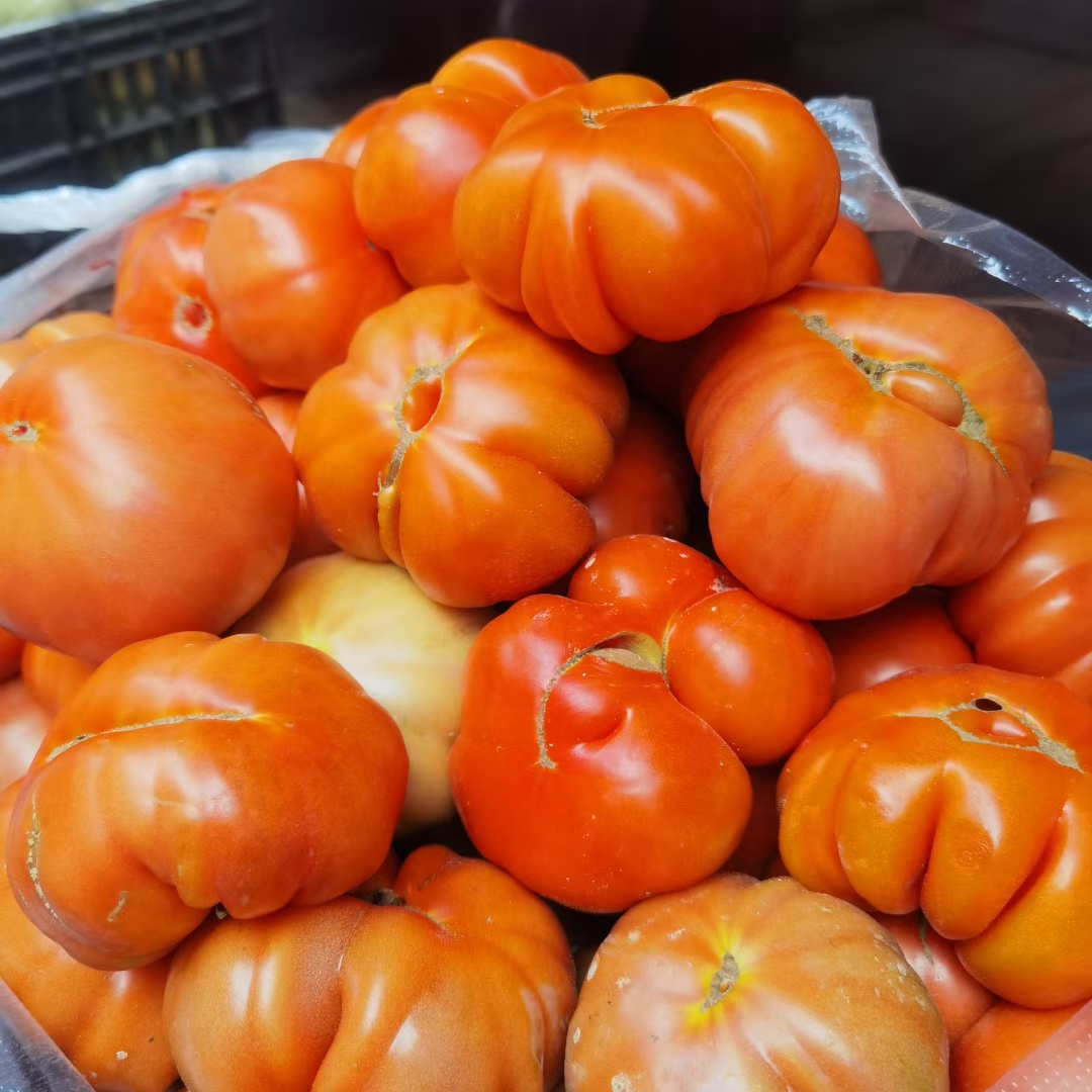 云南老品种西红柿新鲜水果自然熟沙瓤大番茄生吃当季蔬菜