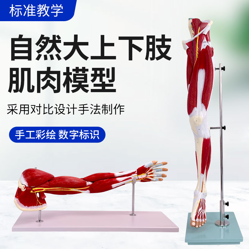 上肢手臂肌肉解剖下肢腿肢肌肉附血管神经模型 人体肌肉构造模型