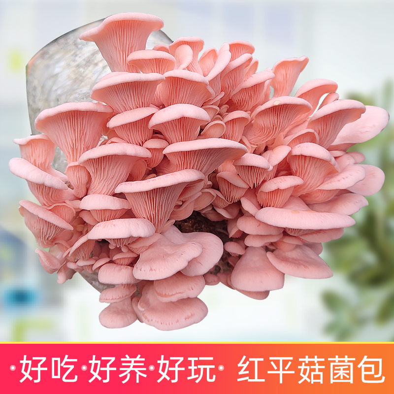 红平菇蘑菇种植菌包阳台种蘑菇菌种菌棒菌菇种家庭室内种植食用菌