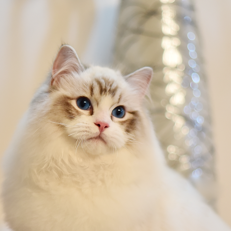英短金渐层银渐层银点布偶纯种折耳幼猫幼崽蓝白猫矮脚小猫咪活物