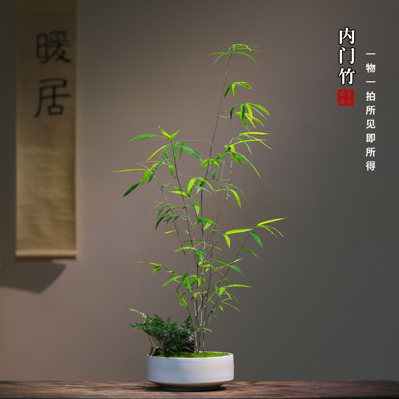 正品内门竹一物一拍禅意茶室盆景植物好养室内新中式风真竹子盆栽