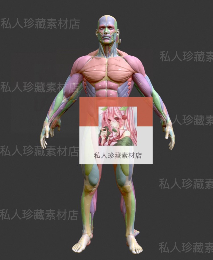 Zbrush MAYA模型fxb超精细男女性肌肉群雕刻解剖3D人体ztl 193