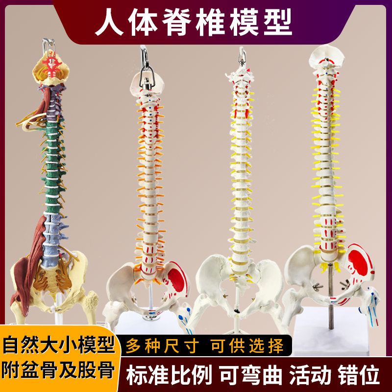 人体骨架腰椎1:1仿真脊柱解剖可弯曲 医学神经骨骼教学脊椎骨模型