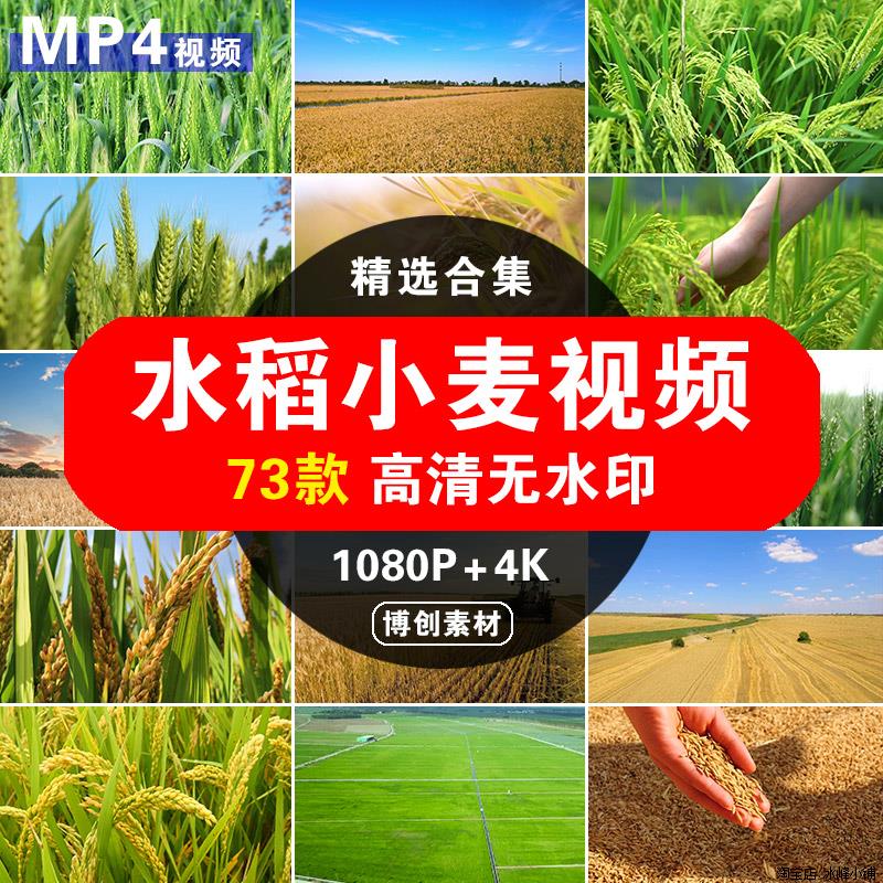 高清水稻小麦农民丰收稻谷稻田收割农田大米农村农业4K视频素材