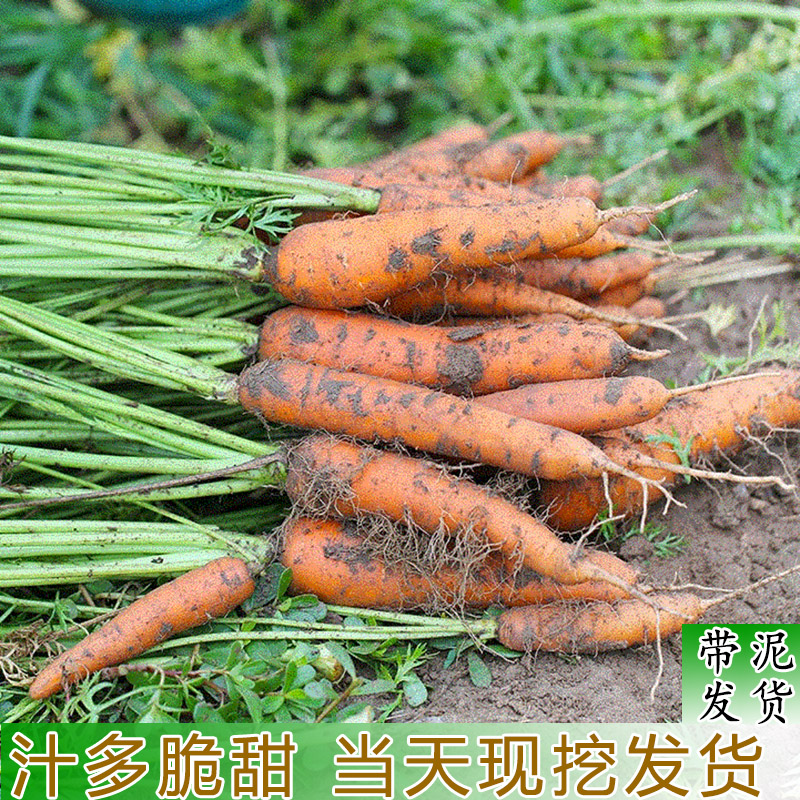 新鲜蔬菜现挖带土胡萝卜宝宝辅食黄皮萝卜露天种植的水果胡萝卜