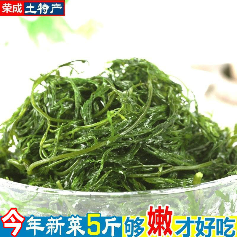 当年新货盐渍马尾藻菜 海藻 干货长寿菜天然火锅食材海带 海草5斤