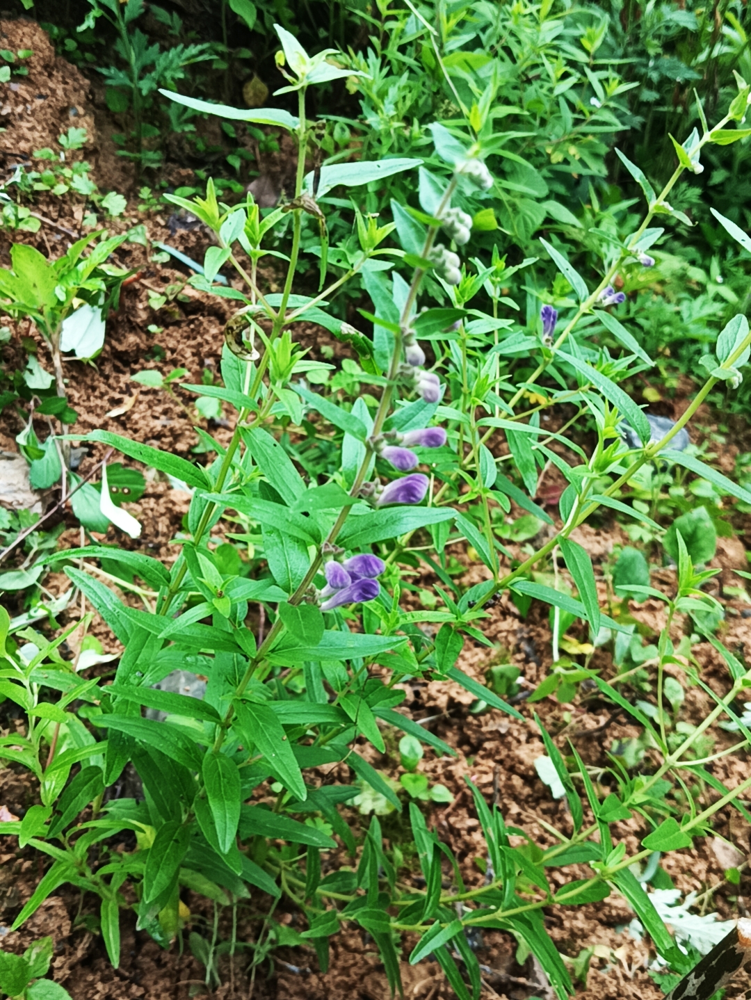 紫花 黄芩苗 多年生落叶草本盆地栽绿植阳台植物室外庭院耐寒
