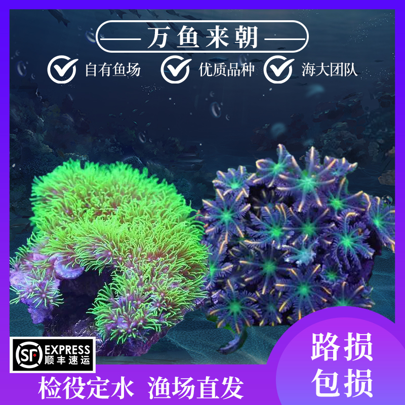 万鱼来朝海水荧光绿草皮日本草皮长须珊瑚缸软体大手星花活体顺丰