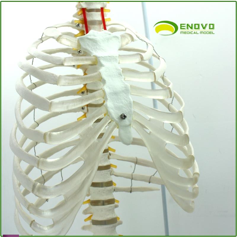 !ENOVO颐诺医学人体脊柱胸廓结构模型脊椎骨盆整骨胸骨肋骨胸腔