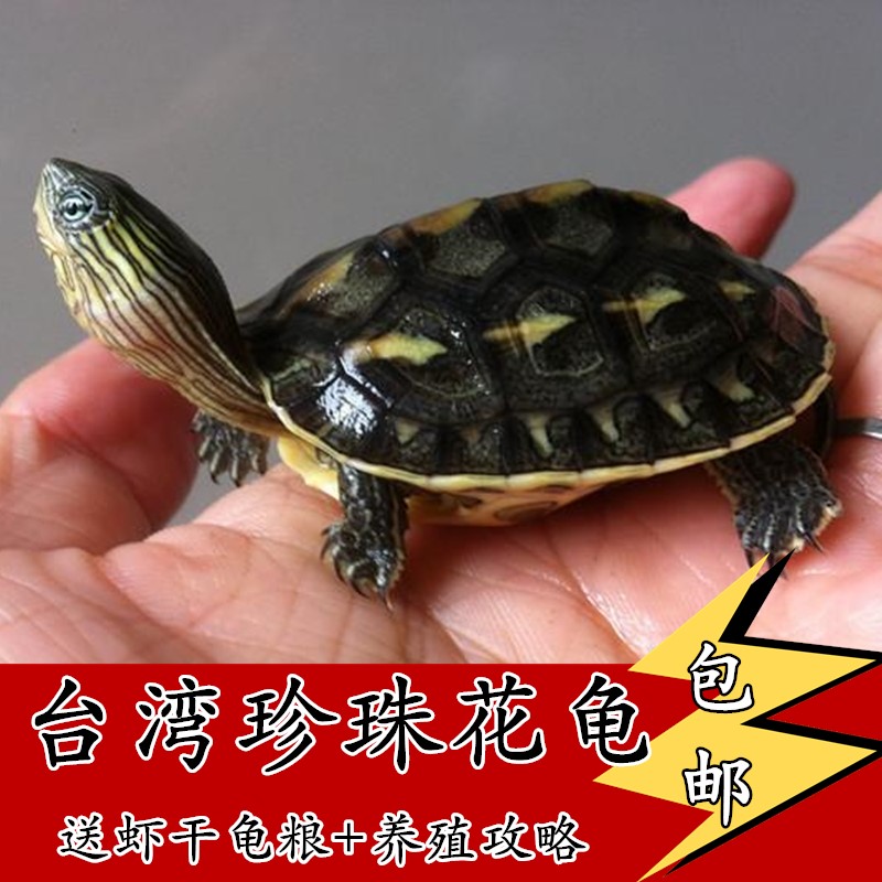 中华珍珠花龟活体镇宅草龟活物长寿龟深水龟宠物乌龟包邮